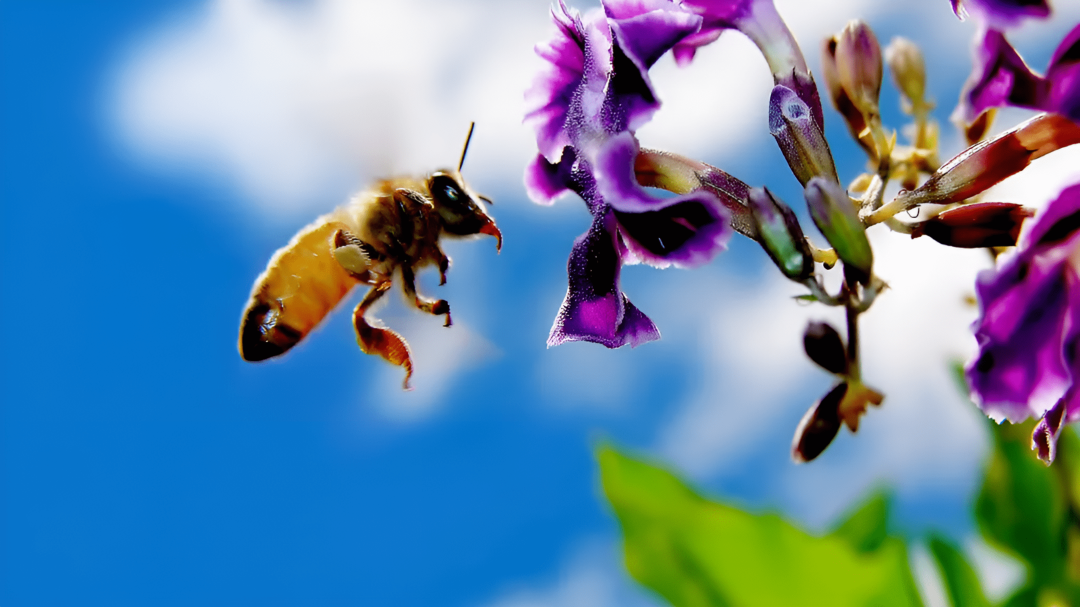 Bees and Beekeeping